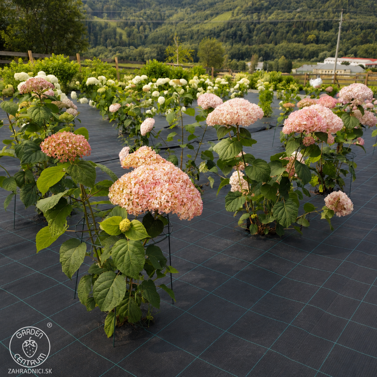 Obrázok Hortenzia stromčekovitá (Hydrangea arborescens) ´CANDYBELLE® BUBBLEGUM´ - výška 40-50 cm, kont. C3L